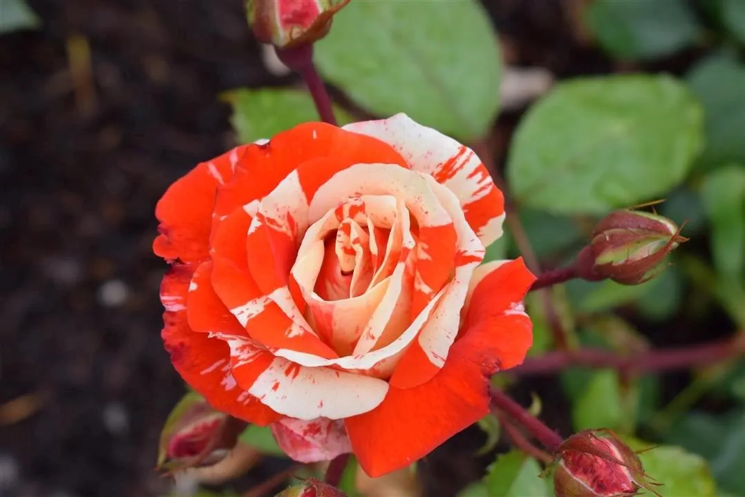 G21 1 rosenhaven  (11)